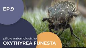 Attēlu rezultāti vaicājumam “Oxythyrea funesta imago”