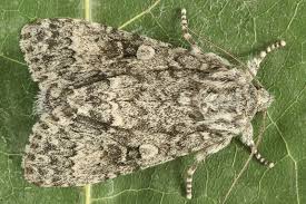 Attēlu rezultāti vaicājumam “Acronicta megacephala”