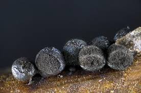 Attēlu rezultāti vaicājumam “Lamproderma echinosporum macro”