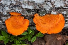 Attēlu rezultāti vaicājumam “Pycnoporus cinnabarinus”