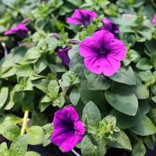 Image result for Petunia