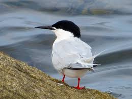 Image result for Sterna dougallii