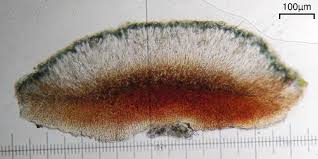 Attēlu rezultāti vaicājumam “Bacidia subincompta”