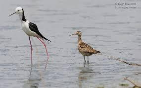 Image result for Numenius minutus