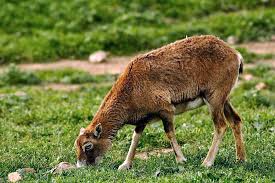 Attēlu rezultāti vaicājumam “Ovis aries”