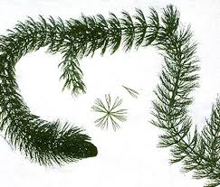 Attēlu rezultāti vaicājumam “Ceratophyllum submersum leaf”