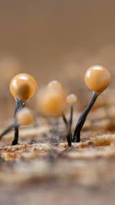 Attēlu rezultāti vaicājumam “Amaurochaete sp.”