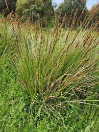 Attēlu rezultāti vaicājumam “Carex appropinquata leaf”