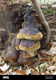 Attēlu rezultāti vaicājumam “Phellinus robustus”