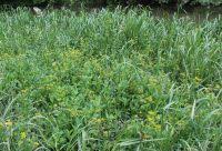 Attēlu rezultāti vaicājumam “Rorippa amphibia fruit”