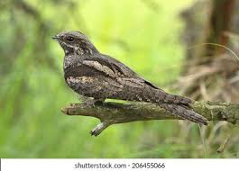 Image result for Caprimulgus europaeus