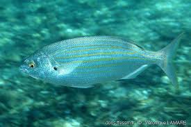 Image result for Sarpa salpa