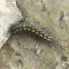 Attēlu rezultāti vaicājumam “Callimorpha dominula larva”