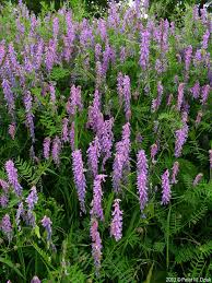 Attēlu rezultāti vaicājumam “Vicia cracca bud”