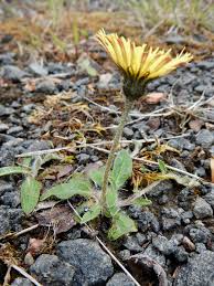 Attēlu rezultāti vaicājumam “Pilosella officinarum flower”