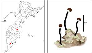 Attēlu rezultāti vaicājumam “Chaenotheca stemonea”