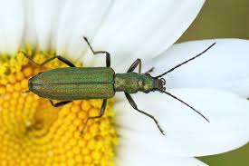 Attēlu rezultāti vaicājumam “Chrysanthia viridissima”