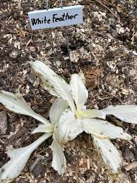 Image result for Hosta White Feather