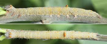 Attēlu rezultāti vaicājumam “Catocala pacta”