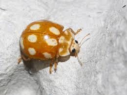 Attēlu rezultāti vaicājumam “Calvia decemguttata imago”