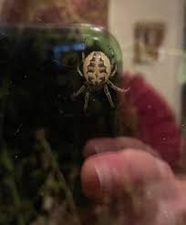 Attēlu rezultāti vaicājumam “Larinioides cornutus female”