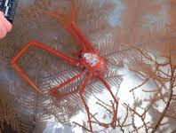 Attēlu rezultāti vaicājumam “Rhopalus maculatus”