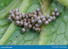 Attēlu rezultāti vaicājumam “Saturnia pavonia eggs”
