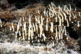 Attēlu rezultāti vaicājumam “Mucronella calva”