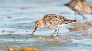 Attēlu rezultāti vaicājumam “Calidris canutus adult”