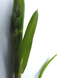 Attēlu rezultāti vaicājumam “Poa remota leaf”