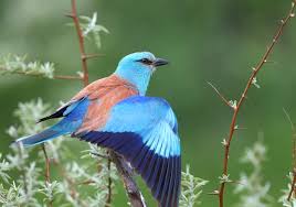 Attēlu rezultāti vaicājumam “Coracias garrulus adult”