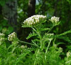 Attēlu rezultāti vaicājumam “Achillea millefolium”