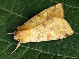 Attēlu rezultāti vaicājumam “Enargia paleacea”