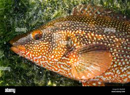 Image result for Labrus bergylta