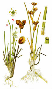 Attēlu rezultāti vaicājumam “Scheuchzeria palustris flower”