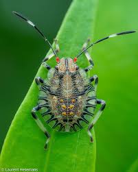 Attēlu rezultāti vaicājumam “Cinclidium stygium macro”