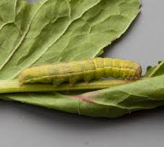 Attēlu rezultāti vaicājumam “Agrochola litura imago”