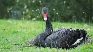 Attēlu rezultāti vaicājumam “Cygnus atratus”