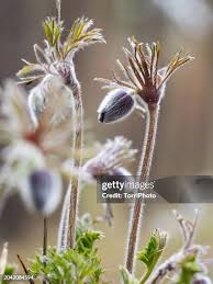 Attēlu rezultāti vaicājumam “Pulsatilla pratensis bud”