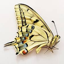 Attēlu rezultāti vaicājumam “Papilio machaon”