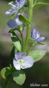 Attēlu rezultāti vaicājumam “Veronica serpyllifolia leaf”