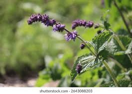 Attēlu rezultāti vaicājumam “Salvia verticillata leaf”