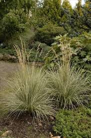 Attēlu rezultāti vaicājumam “Calamagrostis arundinacea leaf”