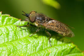 Attēlu rezultāti vaicājumam “Haematopota sp.”