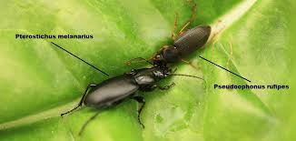 Attēlu rezultāti vaicājumam “Pterostichus melanarius”