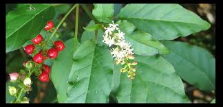 Attēlu rezultāti vaicājumam “Phytolaccaceae”
