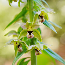 Attēlu rezultāti vaicājumam “Epipactis helleborine fruit”