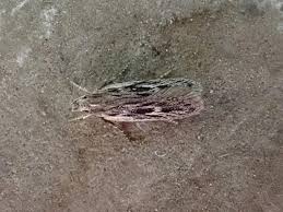 Attēlu rezultāti vaicājumam “Gelechia scotinella”