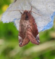 Attēlu rezultāti vaicājumam “Cosmia pyralina”