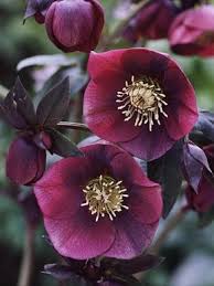 Image result for Nieswurz